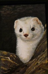 Weasel stoat